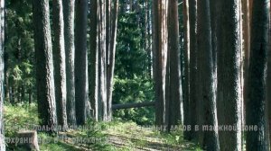 Сберегая леса для потомства