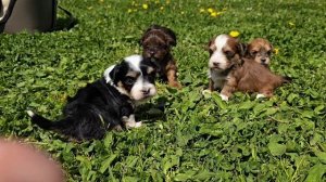 Гаванский бишон