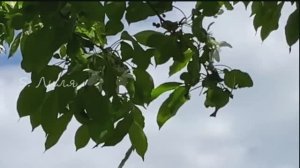 А у нас на даче вот что происходит. Пять минут позитива