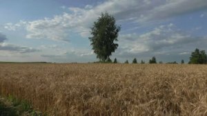 Medwyn Goodall. Realm Of The Condors. Летние пейзажи.