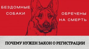 ЭЛИТНЫЕ ИЗГОИ или почему ПОРОДИСТЫЕ СОБАКИ становятся бездомными