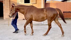 Продажа ЧК Кобыла Kaberne 2011 г.р. жерёбая от Red Dubawi ЦЕНА по тел +79883400208 ВАЦАП Телеграм