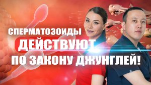 Сперматозоиды действуют по закону джунглей!Светлана Малханова гинеколог Ширип Малханов уролог