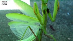 Ката 10 зверей - йога, духовная практика