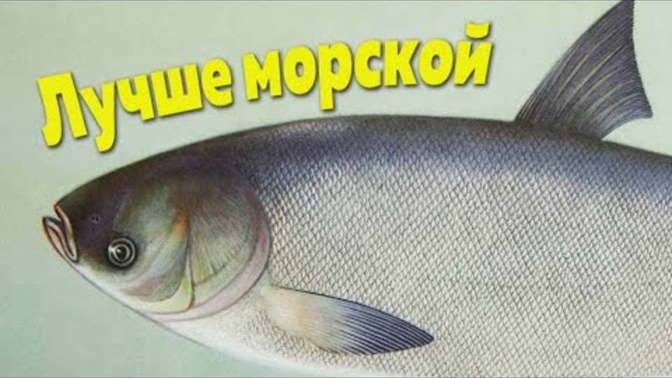 ЭТУ РЕЧНУЮ РЫБУ ВРАЧИ СКРЫВАЮТ ОТ НАС! Польза в 10 раз выше, чем у морской! (ШОК!)