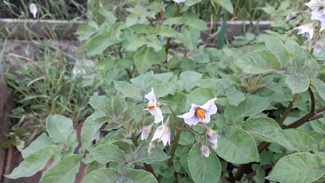 07.06.2020 Сорт Фиолетовый смотреть онлайн