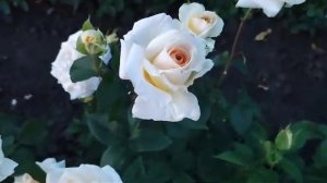 Царство роз 🌹Тизан 🌹#розы #цветение#сад#ЦАРСТВОРОЗ