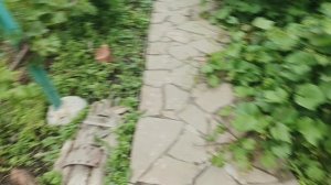 Прививки 2025 года, как идёт вегетация прошлогодних прививок