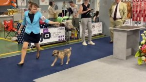 Монопородная выставка Бордер терьер, ранга КЧК, 26.05.2024, г.Москва