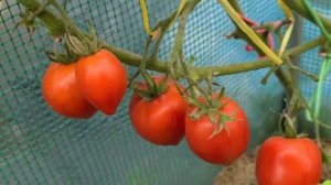 Томат СОСОК ВЕНЕРЫ