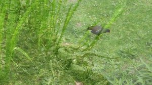 2025 05 04. DEU. Hamm. В парке Bockum Hövel