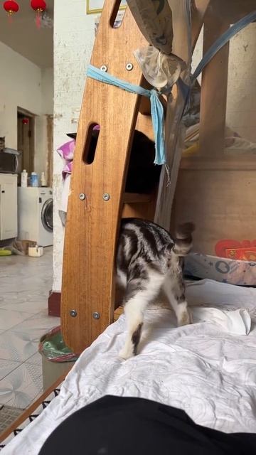Лишний котенок