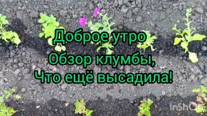 Доброе утро 29-05-2025.Обзор клумбы.еще много работы.#сад огород #жизнь инвалида