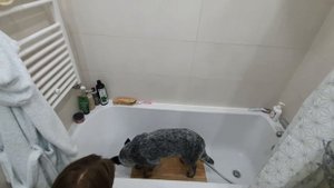 Как научить собаку заходить в ванну?