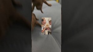 питомник пуделей pitomnikmoscow