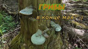 Грибы в конце мая?
