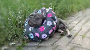 Подарки учеников курса "Искусство общения с собакой"