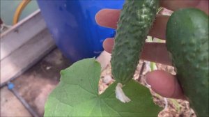 В теплице в конце мая.