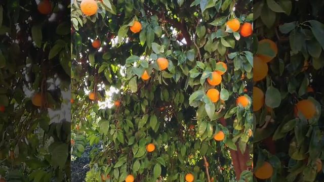 Нарисуй мечту!!! Рисую с натуры в апельсиновом саду смотреть онлайн