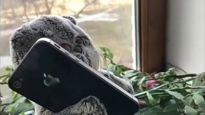 Басик всех заразил! Басик дружит с Босей!