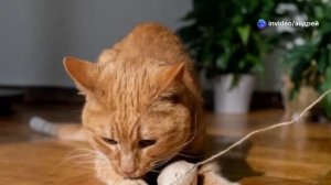 Кто лучше ловит мышей  Кошка или Кот?