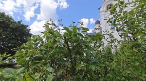 Как бороться с тлей и паутинным клещом на сливе?