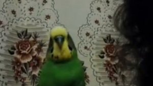 Говорящий попугай Тима-болтун.mp4