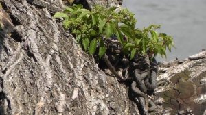 Ужики на рыбалке, Краснодар, озеро Карасун. Fishing