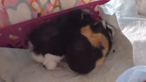 знакомство морских свинок мальчик и девочка