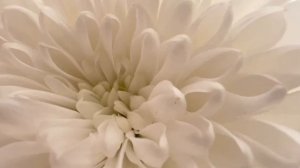 Цветы на даче у бабули!