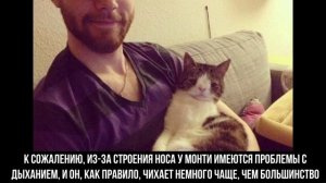 Кот-аватар по кличке Монти с одной из самых необычных мордочек из всех, что вы видели