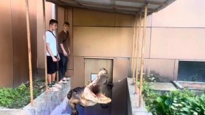 Паркур!!! Погоня от полиции