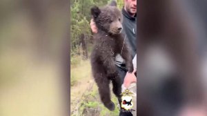 Стала известна судьба медвежонка, которого сбросили с дерева в Приангарье
