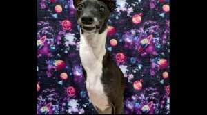 Собака «тает» каждый раз, когда хозяин пытается с ней сфотографироваться