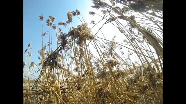 Весенняя охота на гуся 2018 смотреть онлайн