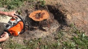 Быстро убираем пень дерева на участке без корчевания и селитры