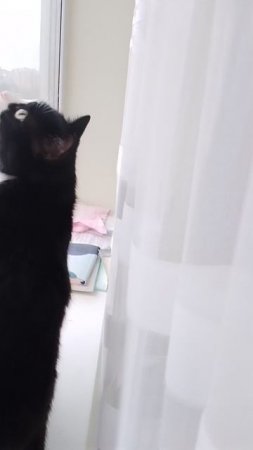 кот Сенька нюх воздуха💨