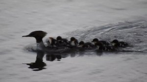 крохалята - нахалята