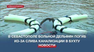 В Севастополе больной дельфин погиб из-за слива канализации в бухту