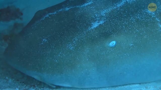 Эти морские существа лучше оставить в покое, и вот почему