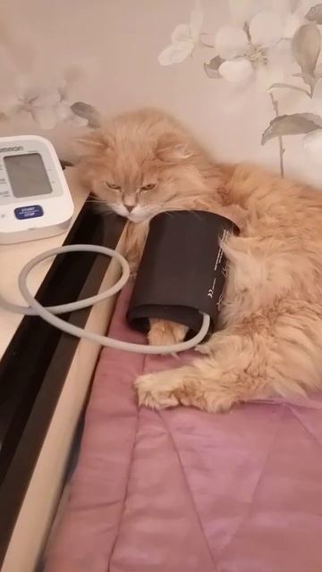 давление 📈 #филя #танометр #давление #кот #котик #приколы #карлсон #юмор #пушистыелапки #усы смотреть онлайн