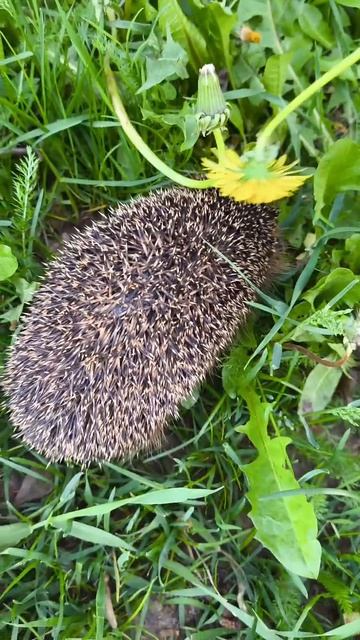 БАРСИК смотреть онлайн