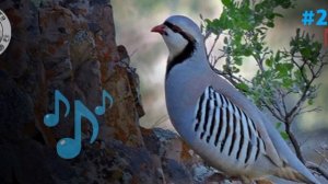 Кеклик Запис | Голос Куропатка | Partridge voice