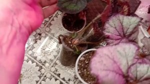 video_20250529_224858.mp4наборы бегоний