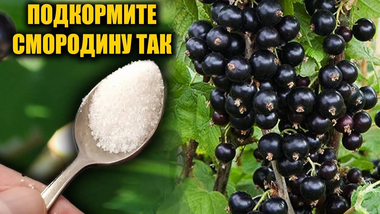 СМОРОДИНУ БУДЕТЕ СОБИРАТЬ ВЕДРАМИ! Лучшая подкормка СМОРОДИНЫ весной!