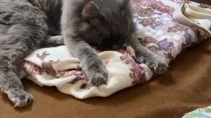 Бубси, замышляет , что-то нехорошее🙈🙀😺
