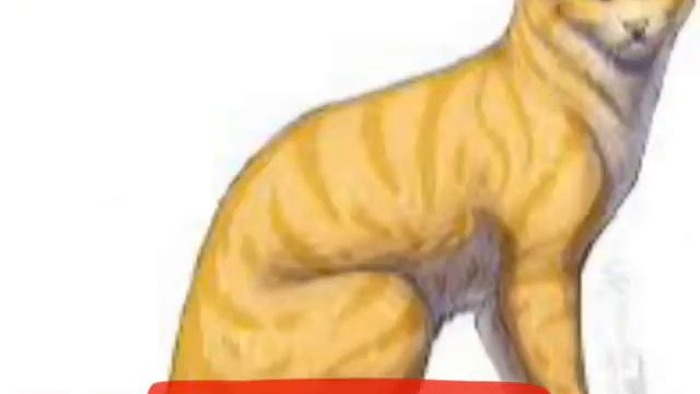 Ищу котят 6 смотреть онлайн