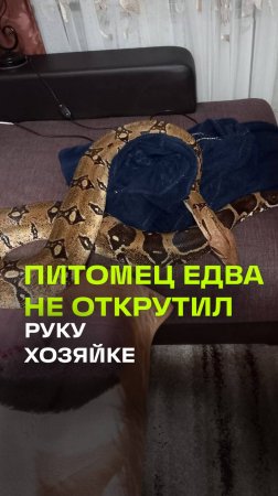 Удав принял хозяйку за добычу и чуть не сломал ей руку. Новороссийск