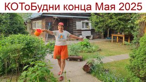 КОТоБудни конца мая или Приключения Красной Шапочки в маленькой деревне на краю леса