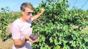 Черная Красавица - самый дорогой гибрид персика и абри